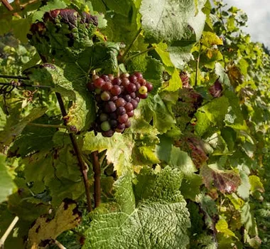 Captura desde 2025-11-02 20-44-02