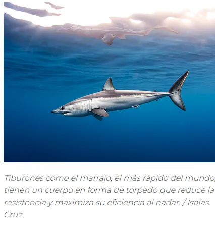 Captura desde 2025-12-11 22-00-31