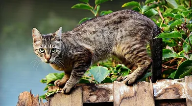 Captura desde 2025-11-22 22-21-06