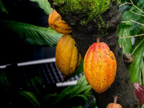 cacao1