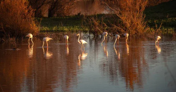 depositphotos_657483204-stock-photo-rocio-lagoon-natural-reserve-waterfowl