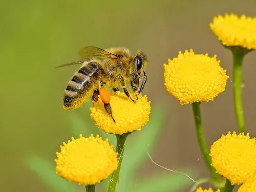 `20251004_Abejas