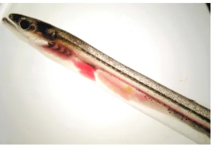 Captura de pantalla 2025-12-26 081238