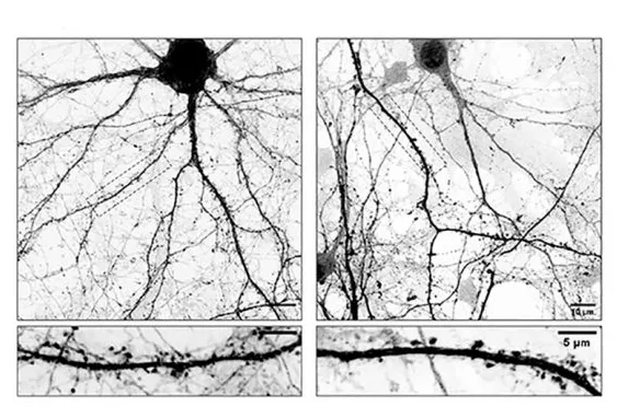 Captura desde 2026-02-01 13-18-51