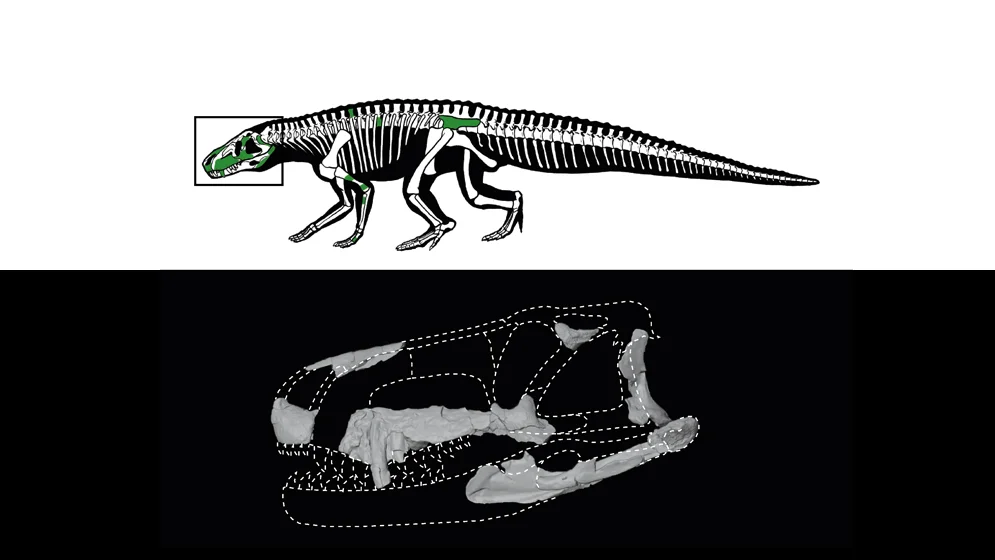 Fig-2-reconstruction-skull-body_110-web