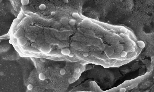 Captura de pantalla 2026-01-22 082908