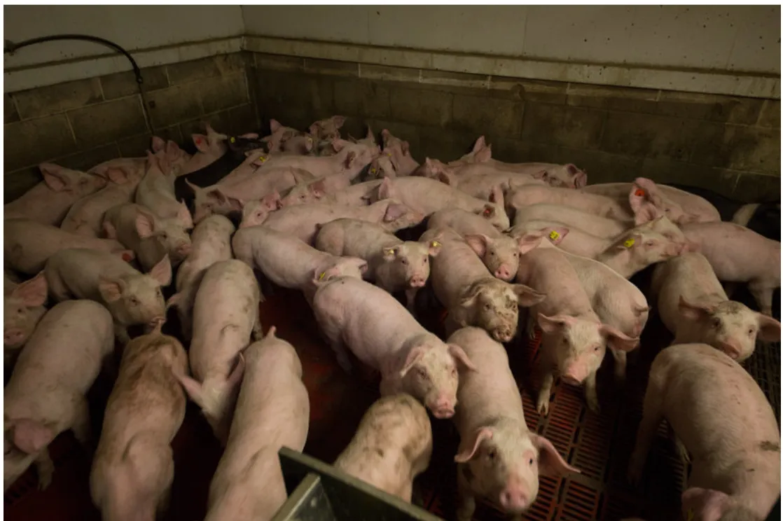 Captura de pantalla 2026-01-20 115430