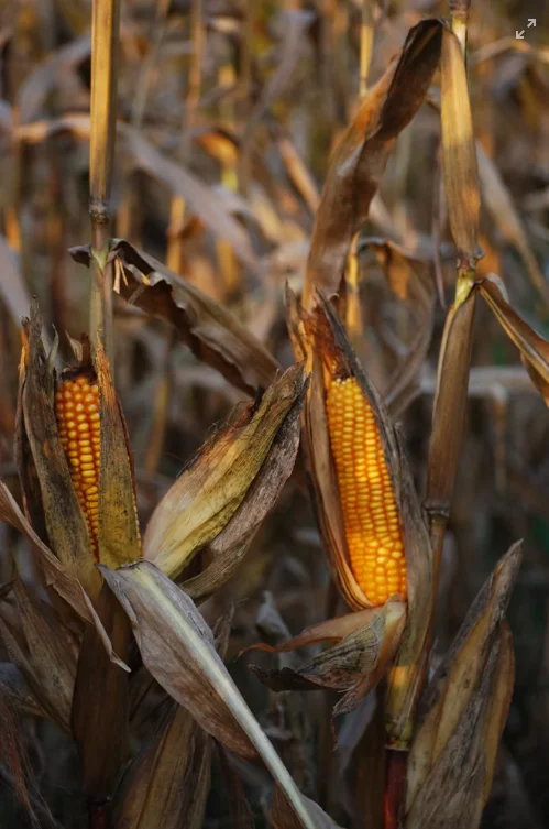 Captura de pantalla 2026-07-13 103618