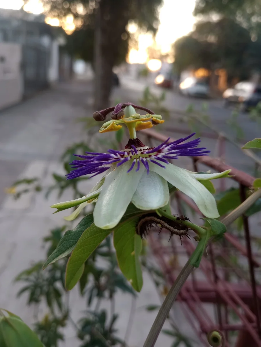 plantas-polinizadores-diversidad-1