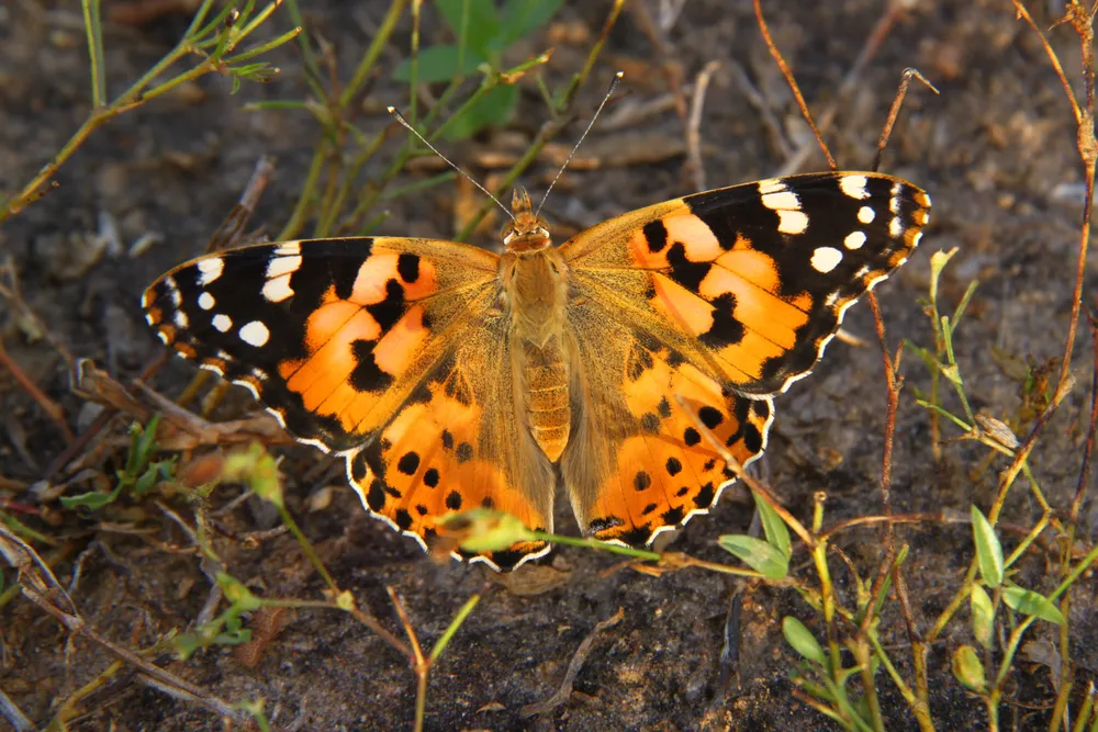 Mariposa Vanessa cardui. Crédito, Gerard Talavera_9
