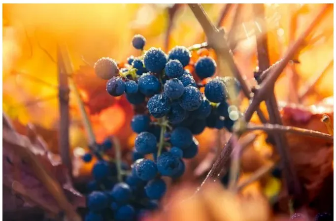 Captura desde 2026-02-03 23-16-21